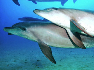 A couple of friendly Red Sea dolphins by Paul Colley 